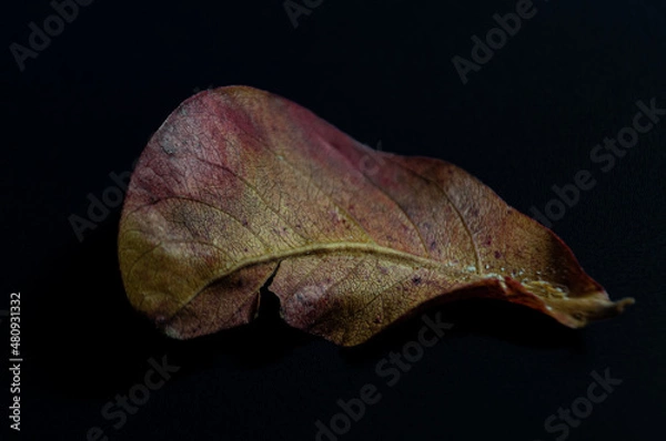 Obraz the fallen leaf dries in reddish tones