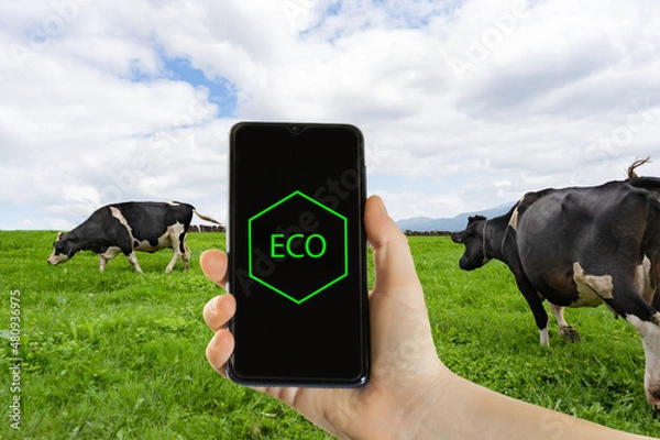 Fototapeta Ecology livestock technology concept.Smartphone in hand with the word eco and cows grazing on pasture in background.