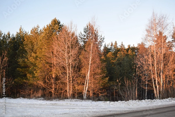 Obraz Winter. Road. Trees. Snow. Sky
