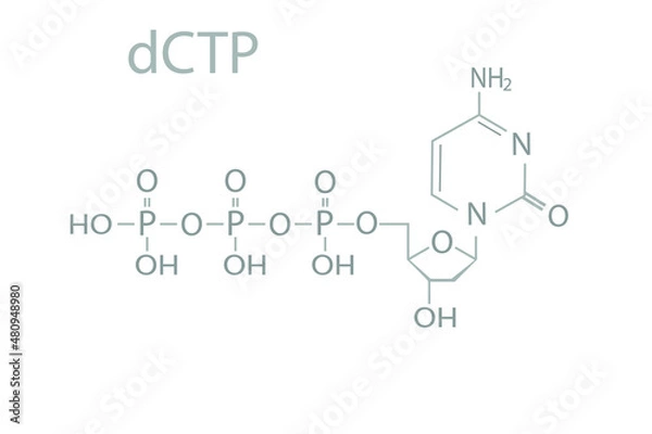 Fototapeta Deoxycytidine triphosphate nucleotide (dCTP) molecular skeletal chemical formula.	