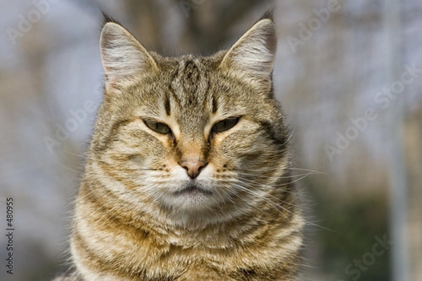 Fototapeta chat observant