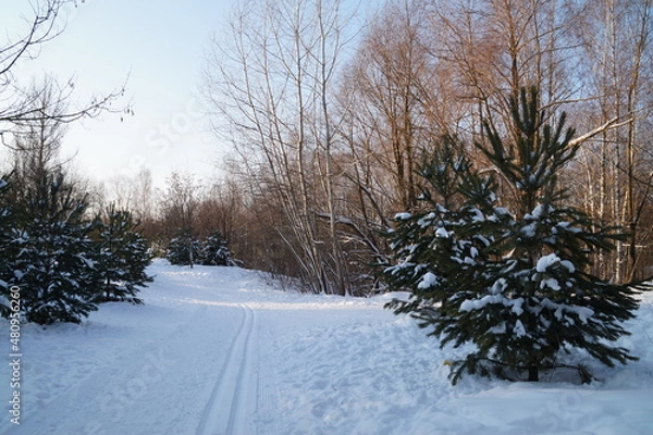Fototapeta snow covered trees