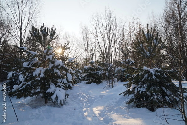 Obraz snow covered trees