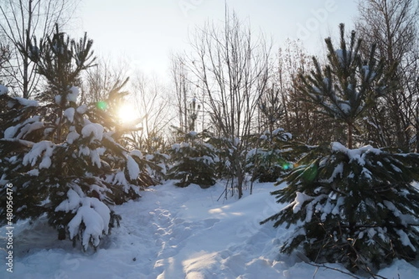 Obraz snow covered trees