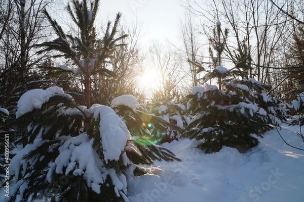 Obraz snow covered tree