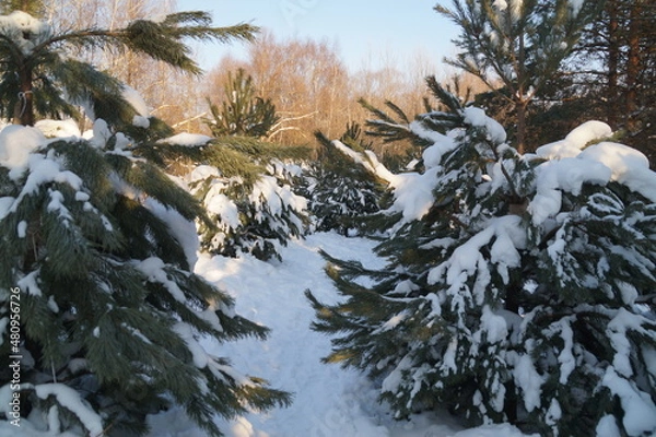 Obraz snow covered trees