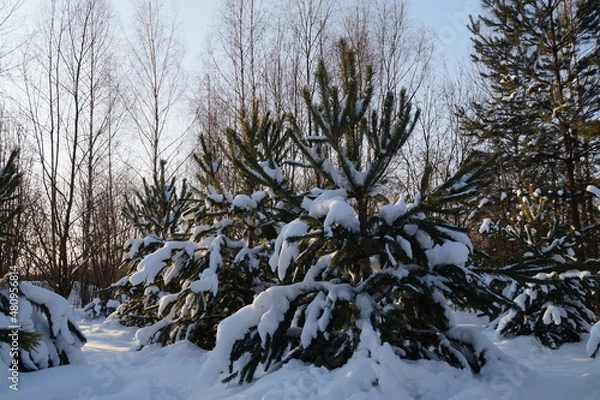 Obraz trees in snow
