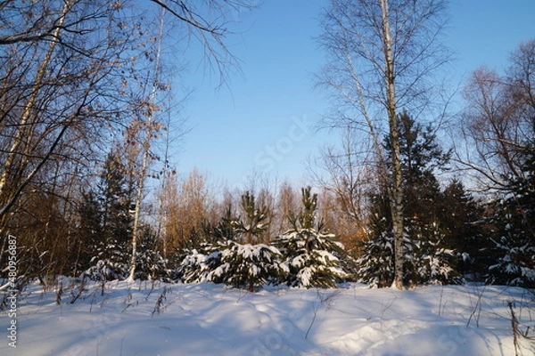 Obraz snow covered trees