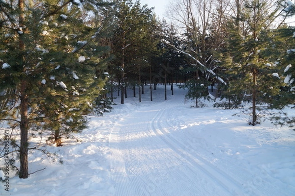 Obraz snow covered trees