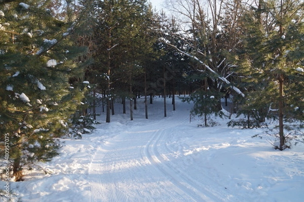 Obraz snow covered trees