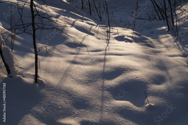Obraz snow covered trees