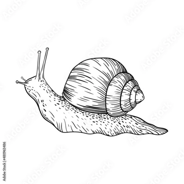 Fototapeta vector line illustration snail gastropod mollusk