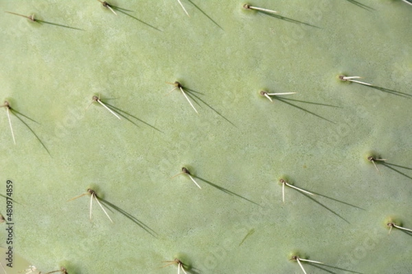 Fototapeta Sabra cactus plant, Israel. Opuntia cactus with large flat pads and red thorny edible fruits. Prickly pears fruit