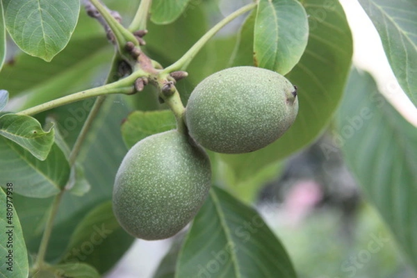 Fototapeta Walnut fruit in the tree 