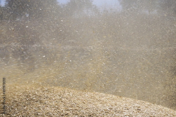 Obraz barley of the wheat facing the wind 