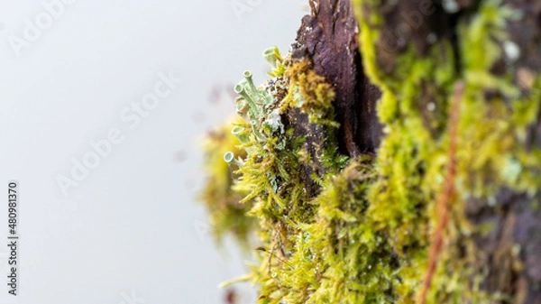 Fototapeta Close up of trumpet lichen growing on moss colonizing wood