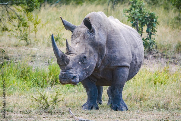 Obraz white rhino walking in the grass