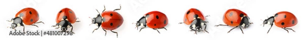 Fototapeta Set with beautiful ladybugs on white background. Banner design