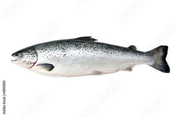 Fototapeta Scottish Atlantic Salmon
