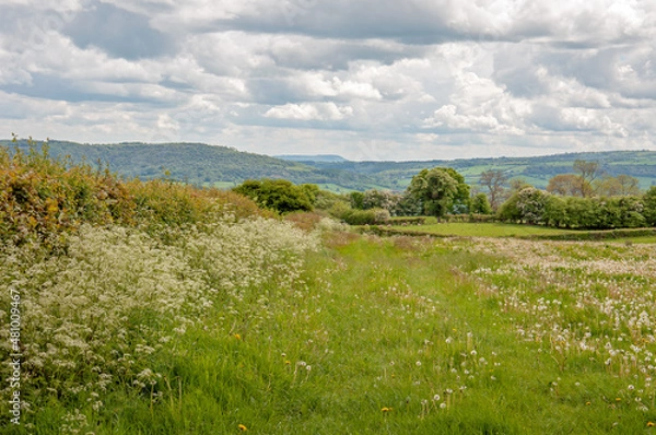 Fototapeta Springtime flowers in the woods.