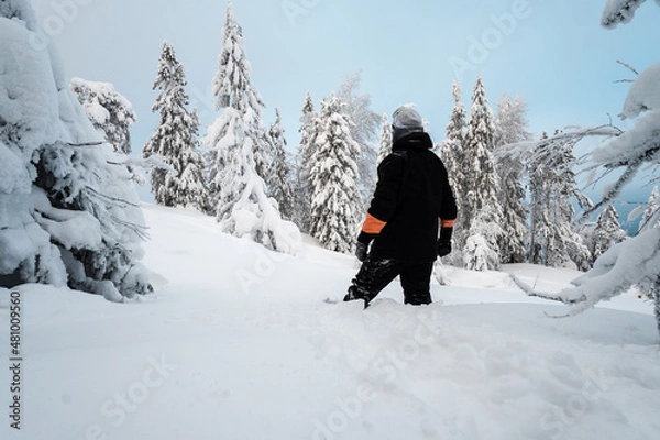 Fototapeta Sports and recreation. A snowboarder on a mountain and trees covered with snow.