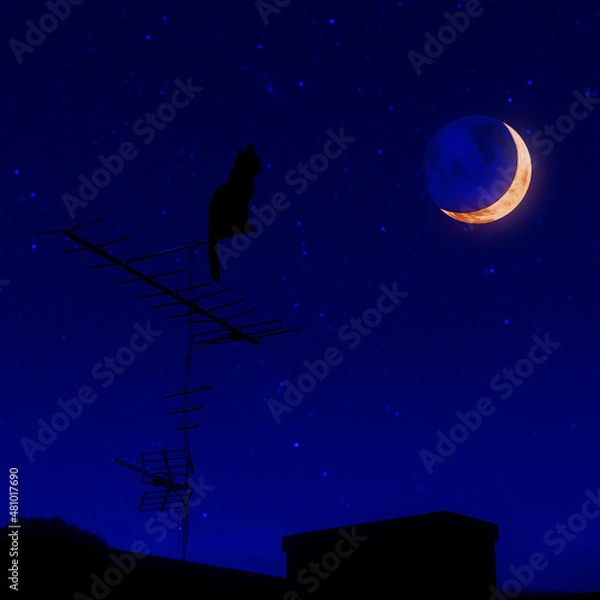 Fototapeta Cat and moon