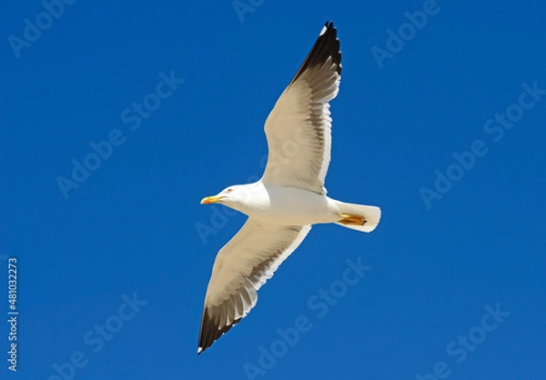 Fototapeta Seagull flying with the wings spread out and a lovely sky in the background.