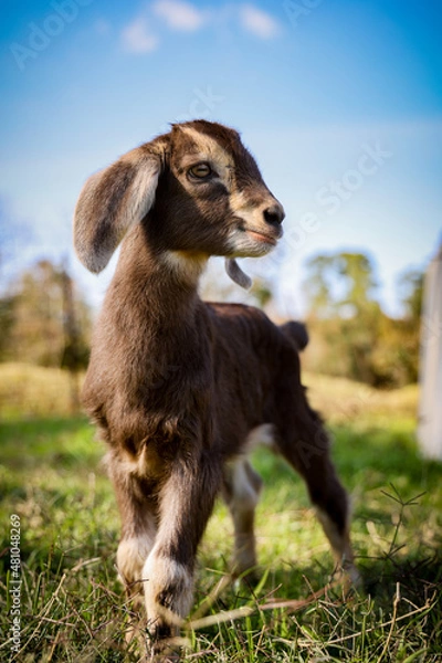 Obraz Baby Goat 