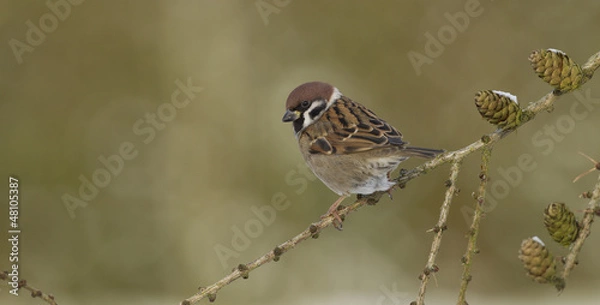 Fototapeta Feldsperling im Winter