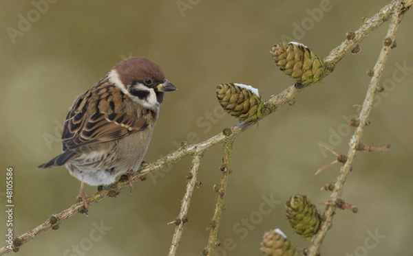 Fototapeta Felsperling (Passer montanus)