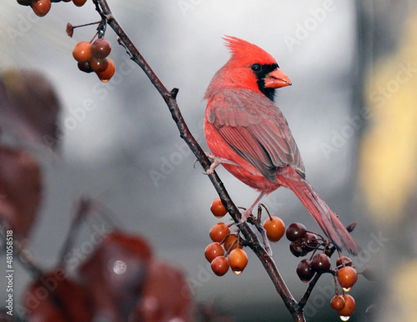 Obraz Northern Cardinal