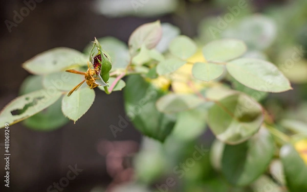 Obraz Wasp on flower
