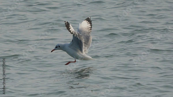 Obraz Brown-headed gull