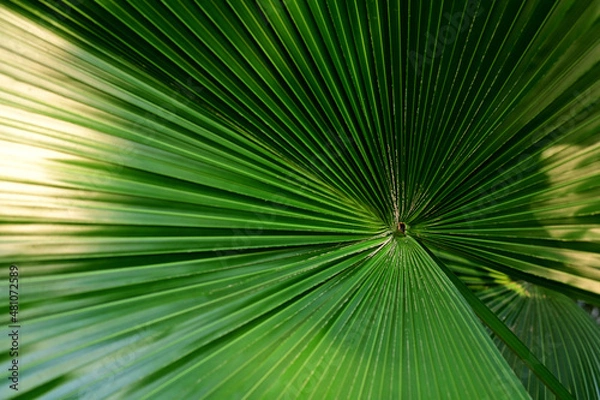 Fototapeta Close-up of Nature view of green leaves on blurred greenery background in forest. Focus on leaf and shallow depth of field.