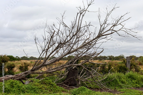 Fototapeta windswept tree in coastal field