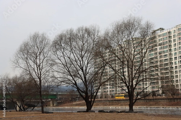 Fototapeta 가로수길