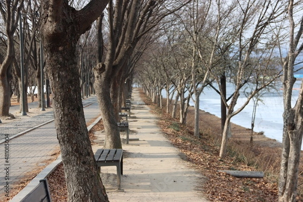 Fototapeta 가로수길