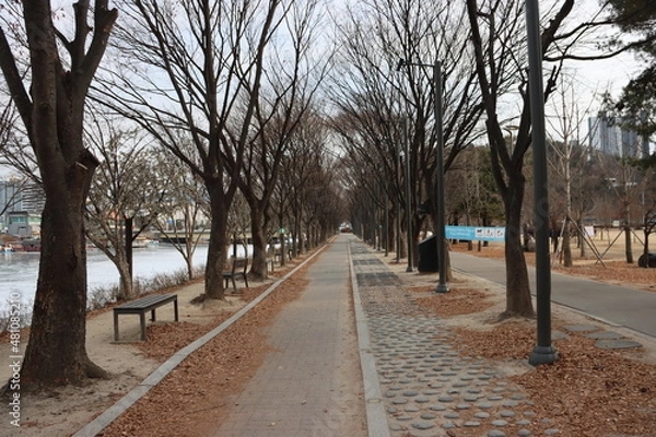 Fototapeta 가로수길