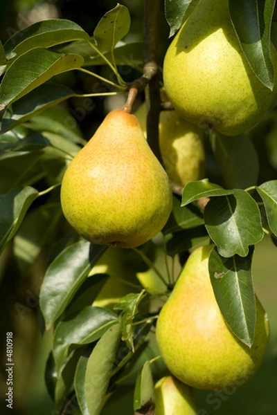 Obraz Ripe pear detail