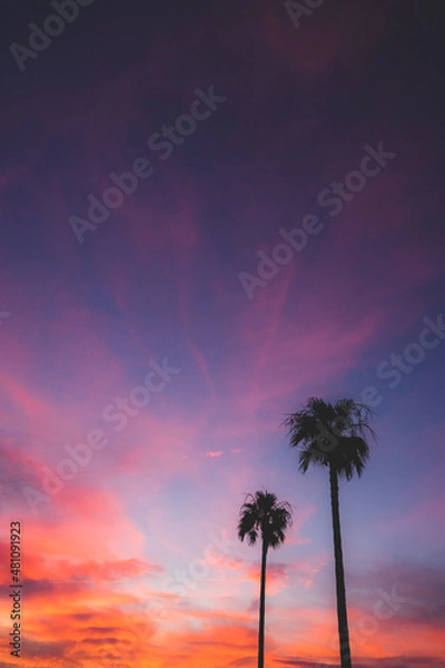 Fototapeta 夕焼け空とヤシの木
