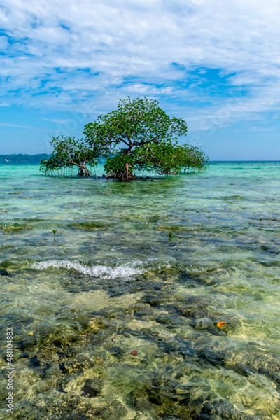 Obraz Mangrove on the sea, Lakshmanpur Beach, Neil Island, Andaman, India