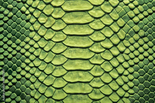 Obraz Beautiful green bright python skin, reptile skin texture, multicolored close-up as a background.