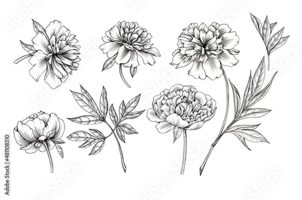 Fototapeta Set of peony illustration. Black and white sketch graphics isolated.
