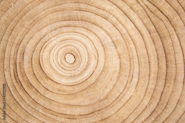 Obraz texture of wood
