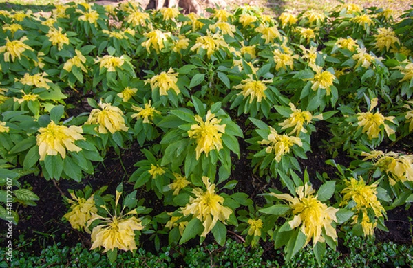 Fototapeta Yellow Amaranthus tricolor trees in garden