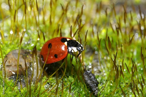 Obraz Ladybug