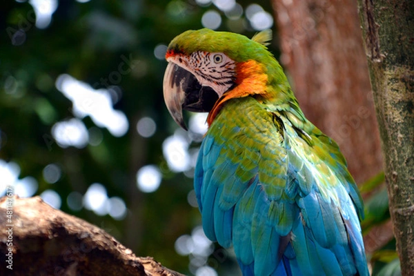 Obraz Green Ara Papagei