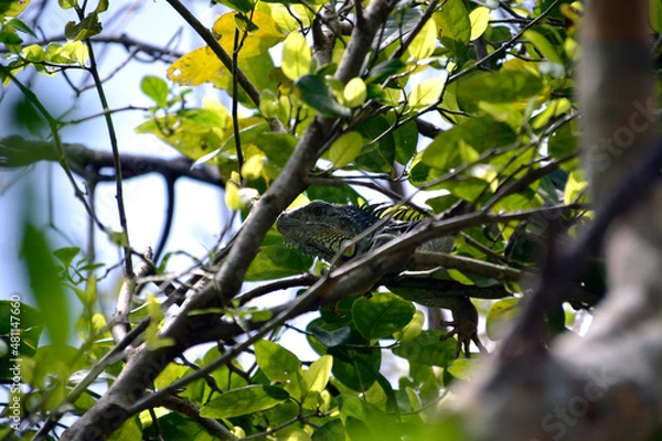 Obraz Green Iguana