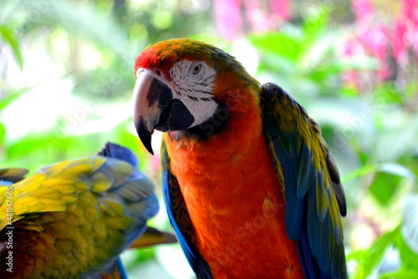 Obraz Red Ara Papagei