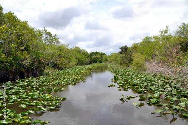 Obraz Everglades Flordia